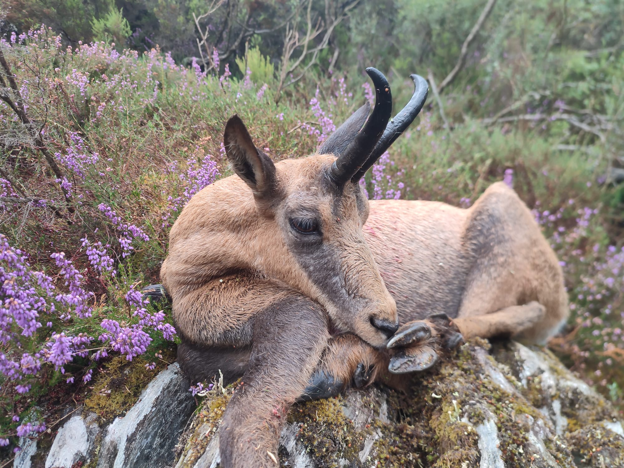 Cantabrian Chamois