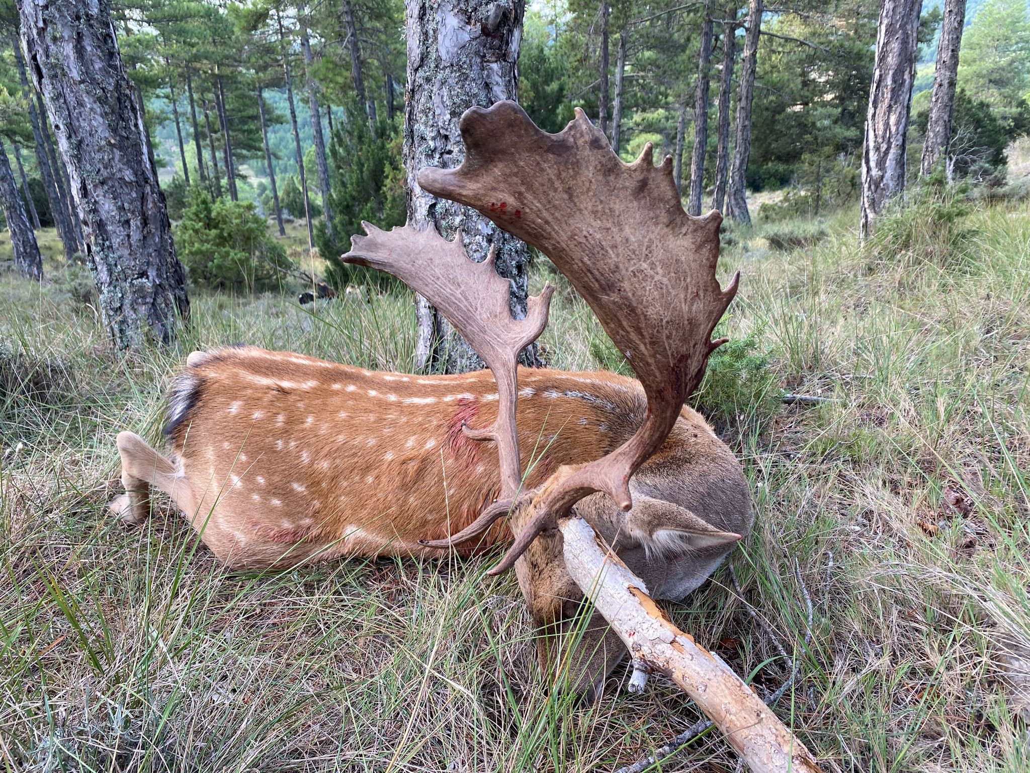 Fallow deer
