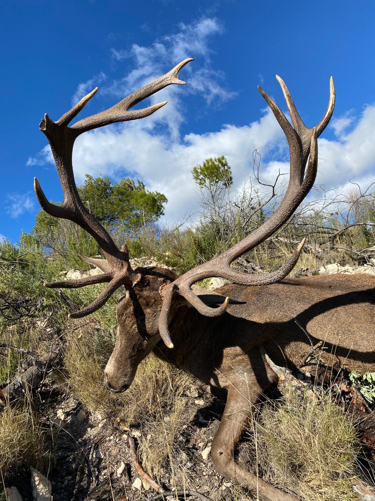 Deer
