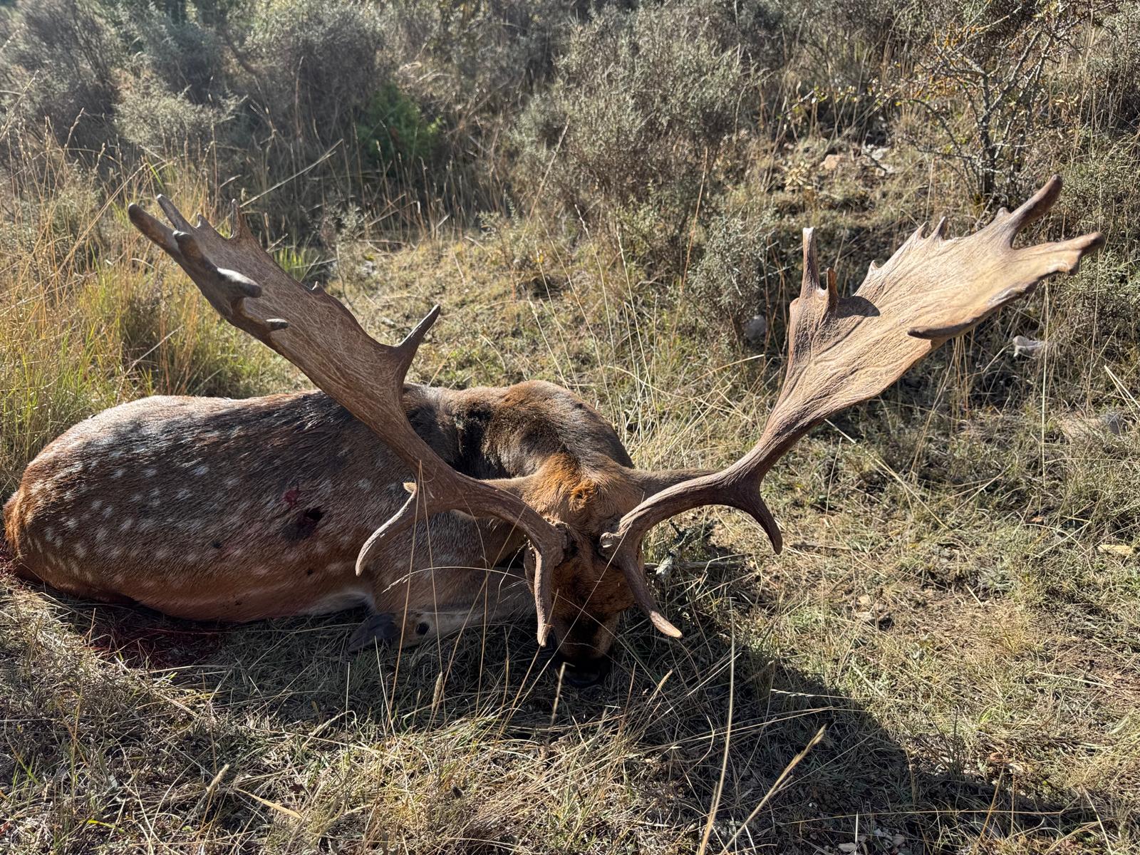 Fallow deer