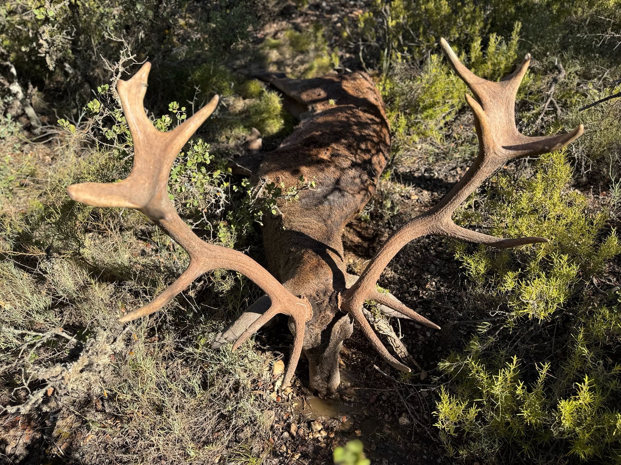Deer