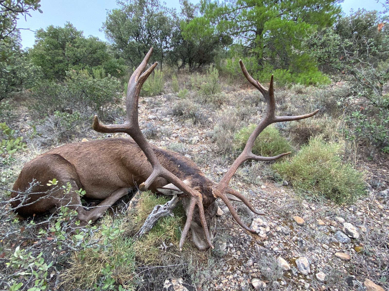 Deer