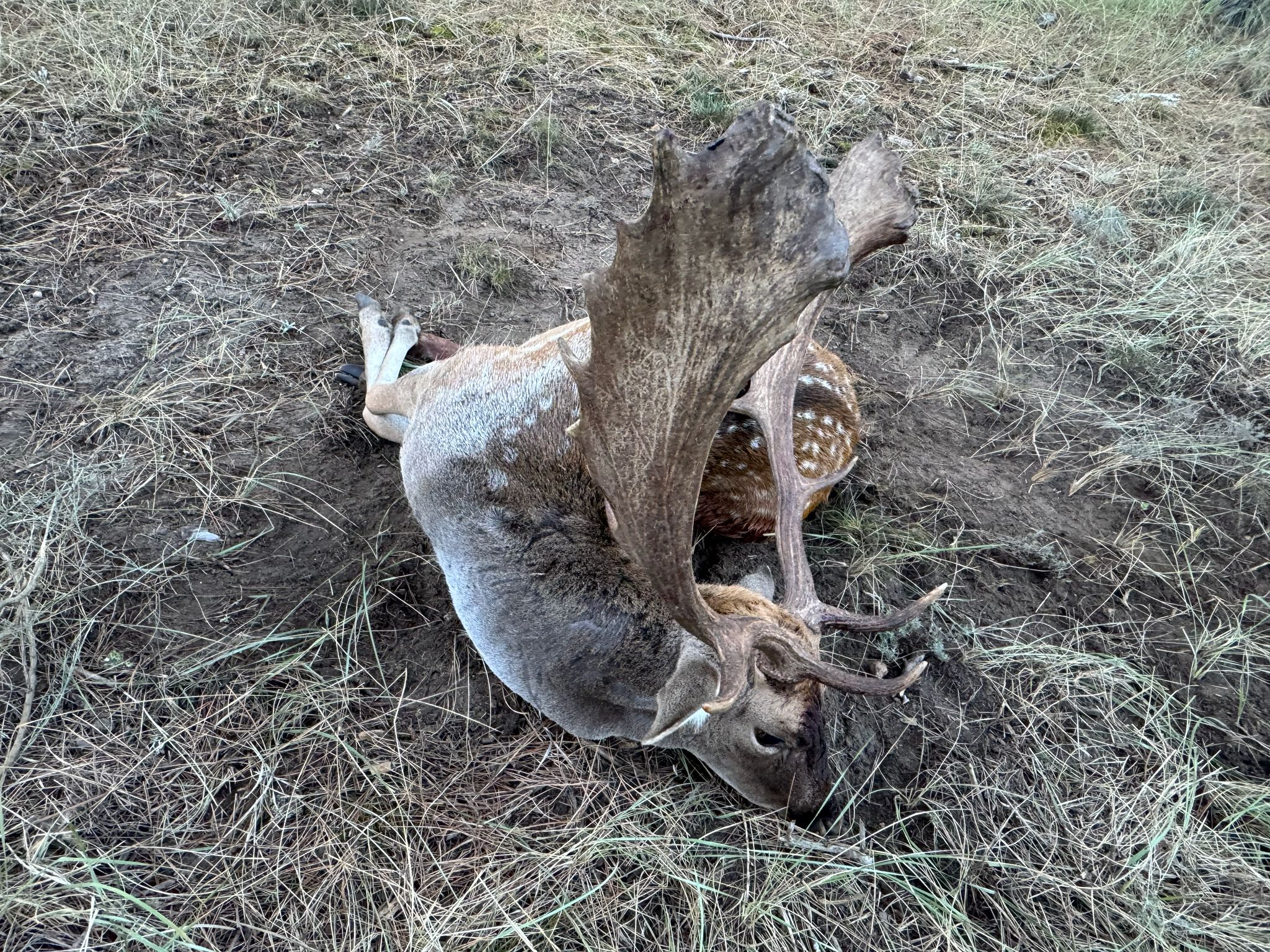 Gamo