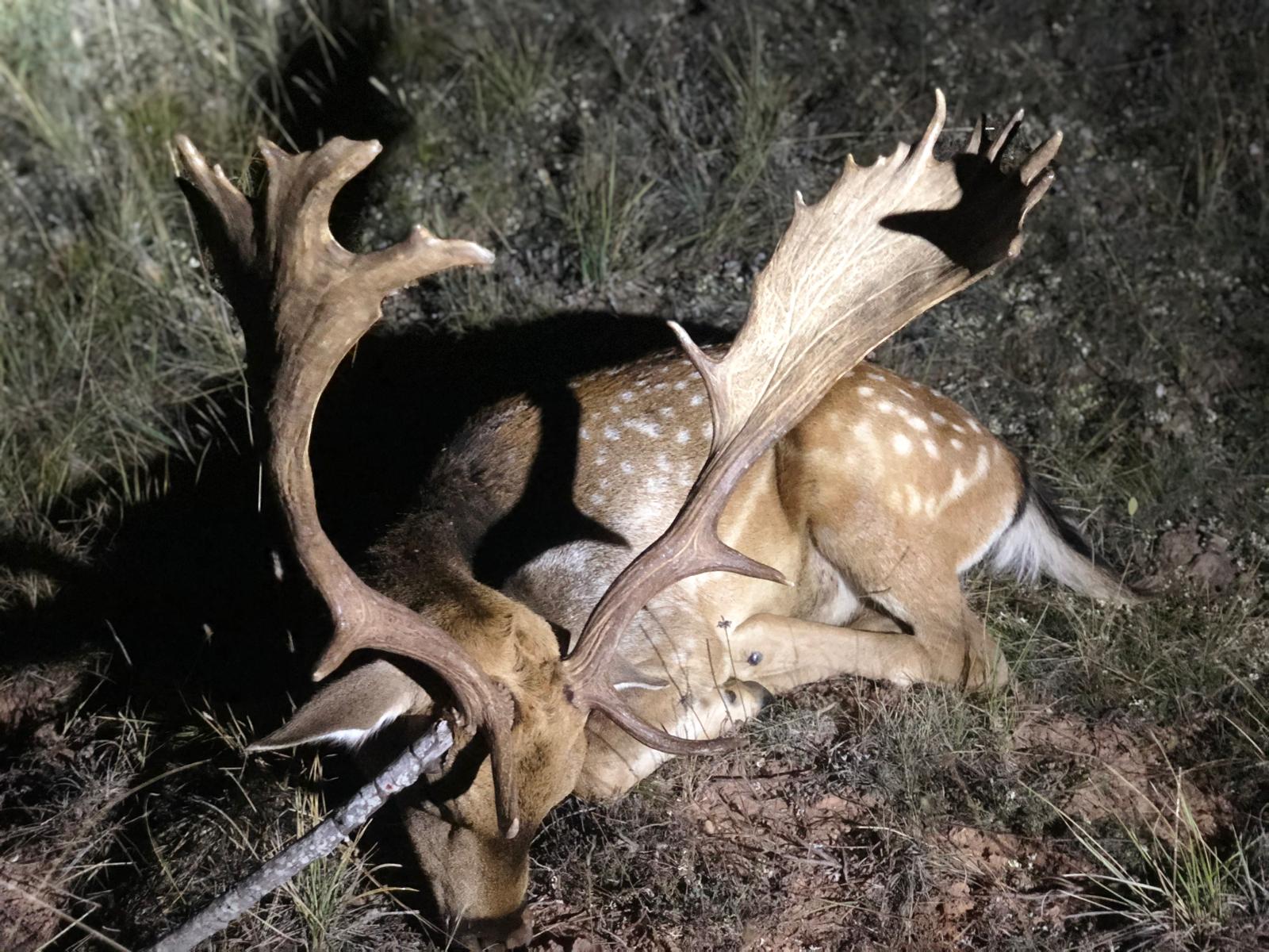 Gamo