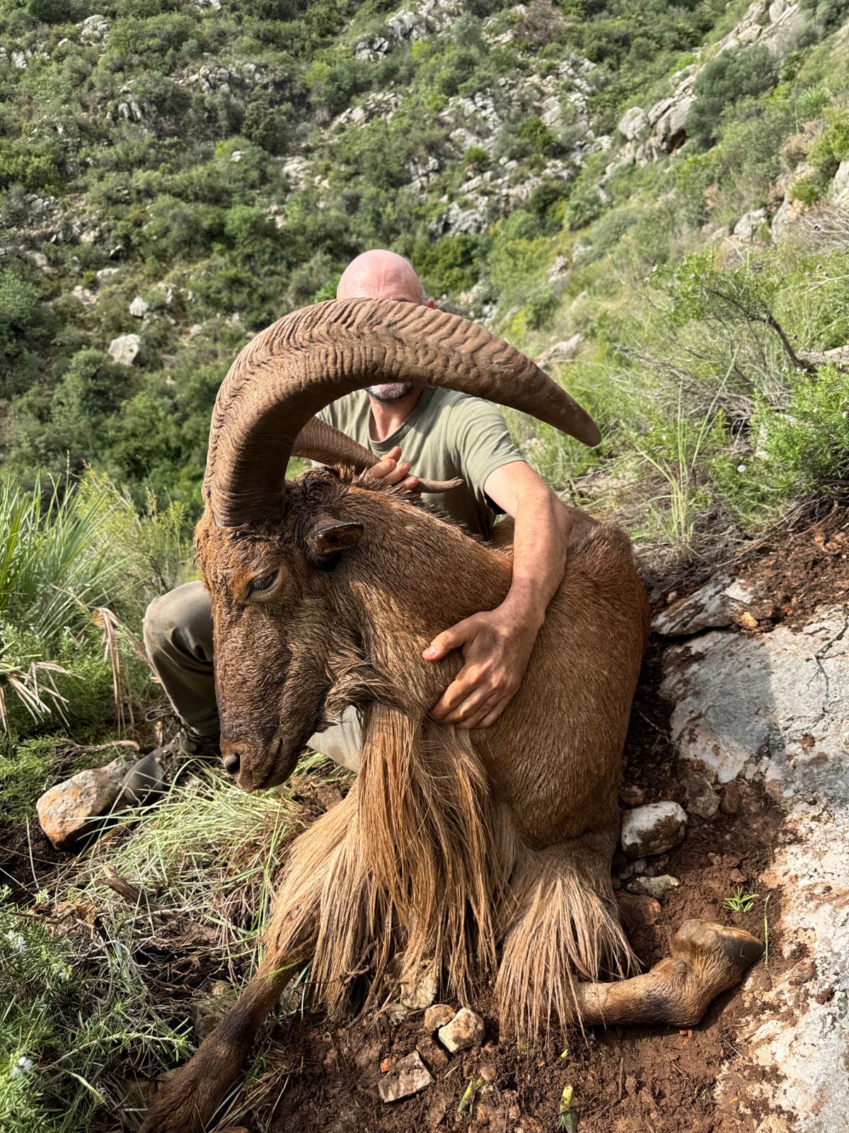Barbary sheep