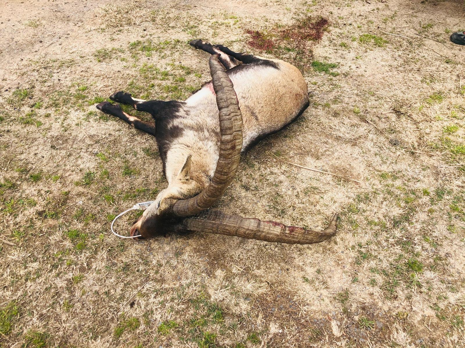 Ibex de Beceite