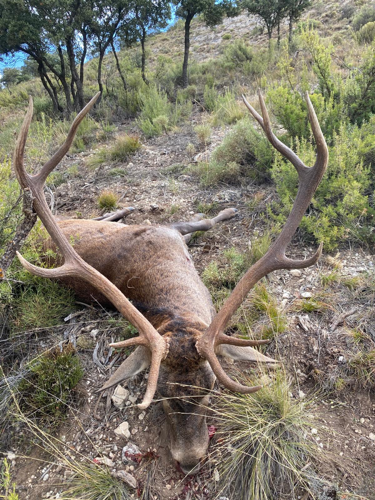 Ciervo