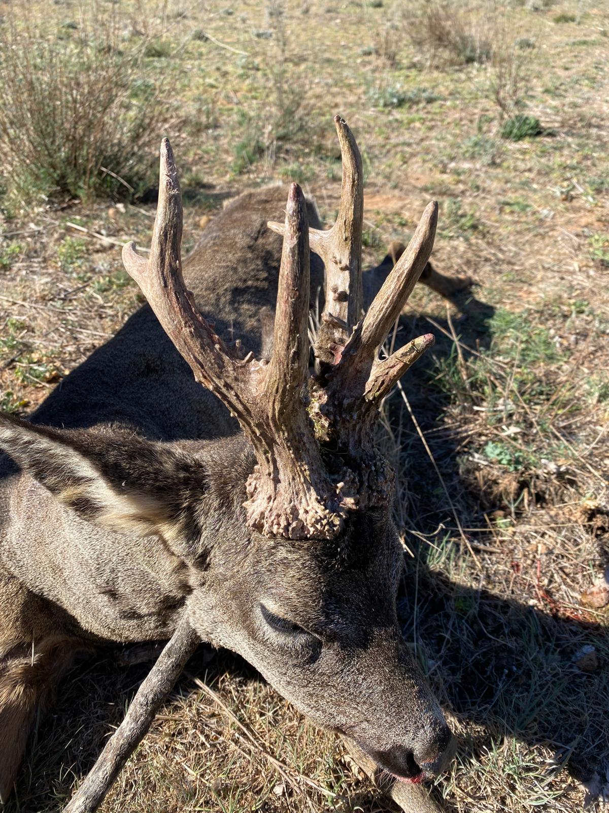 Roe deer