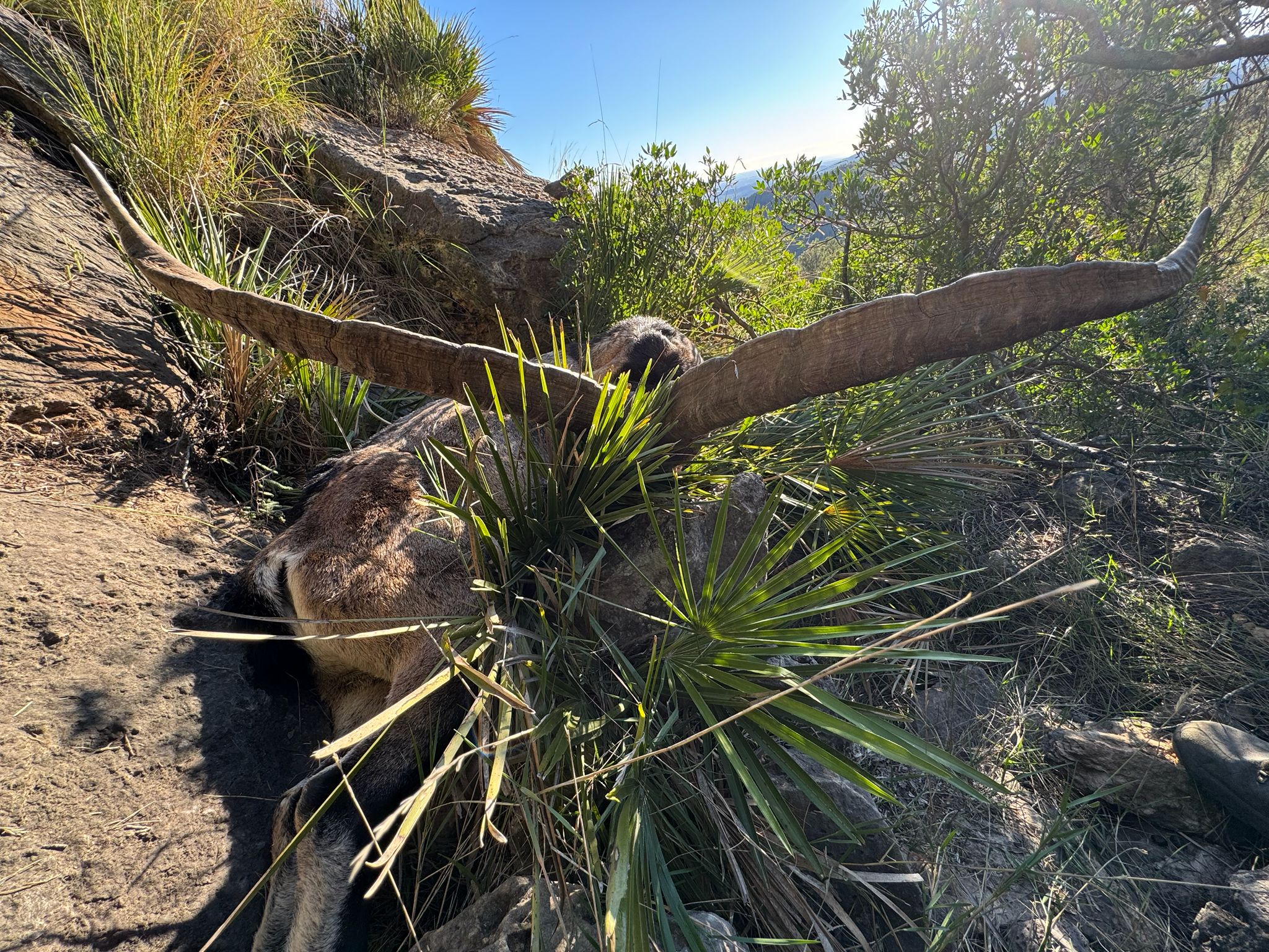 Beceite ibex