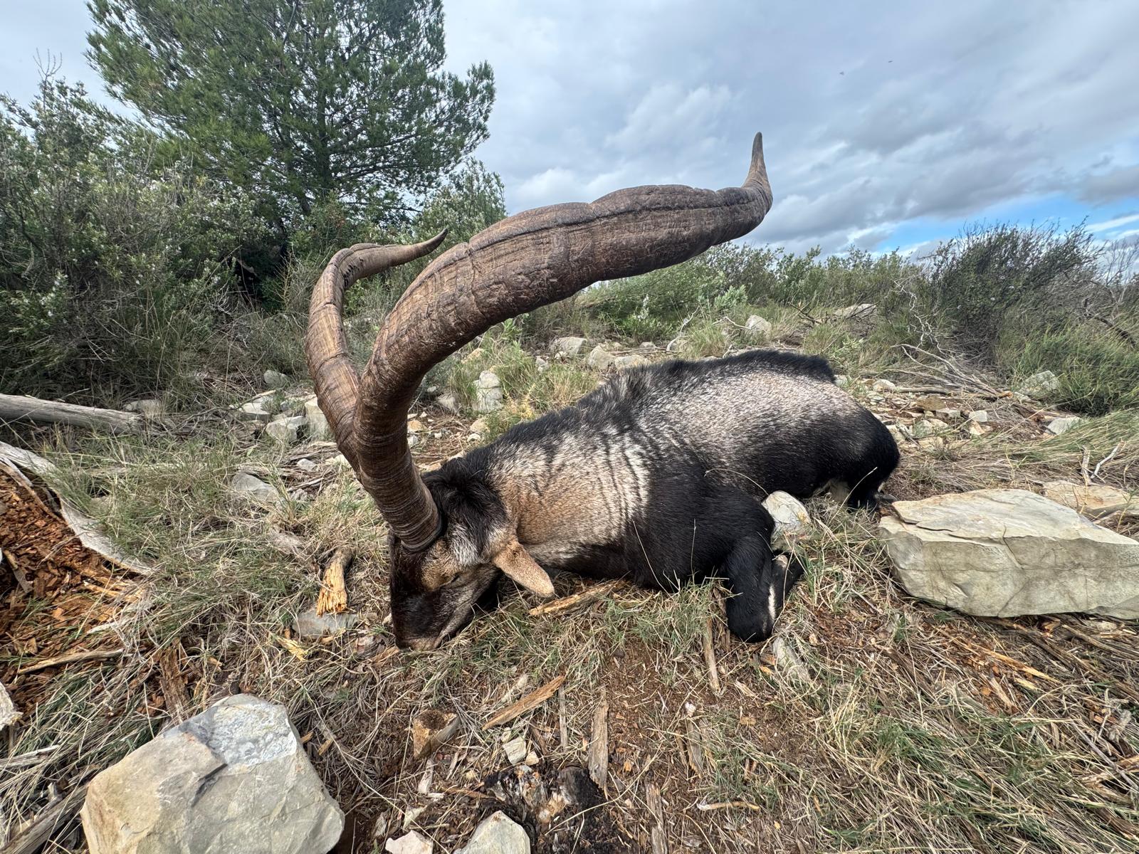 Ibex de Beceite