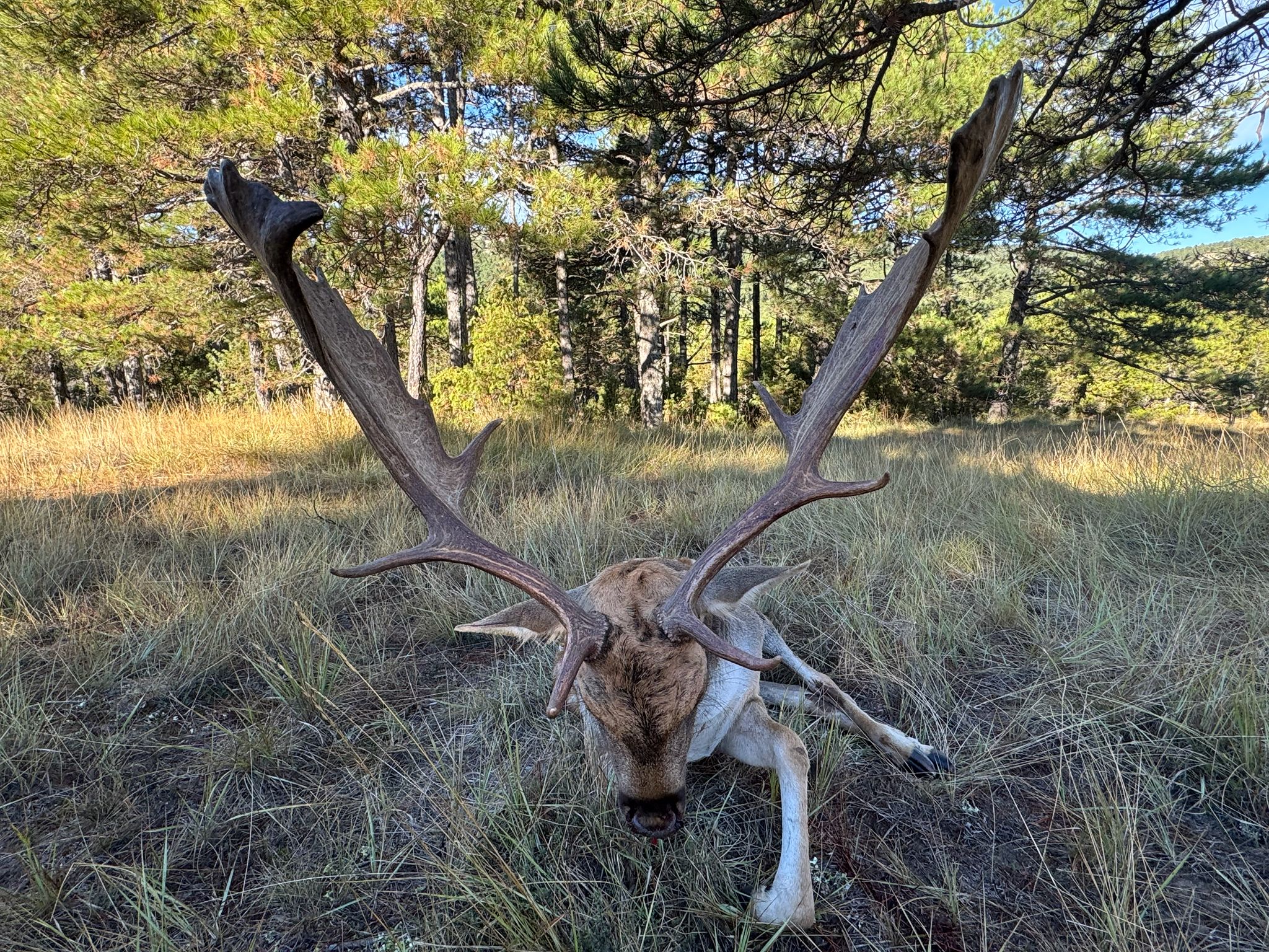 Fallow deer