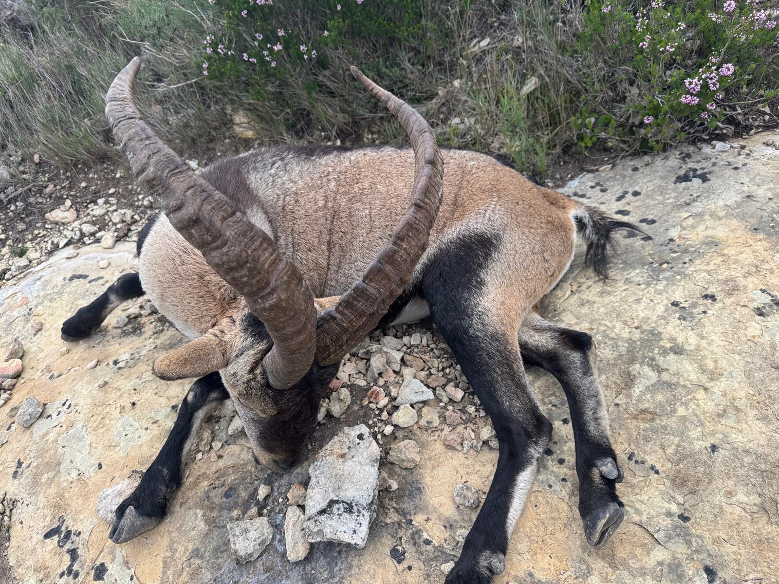 Southeastern Spanish Ibex