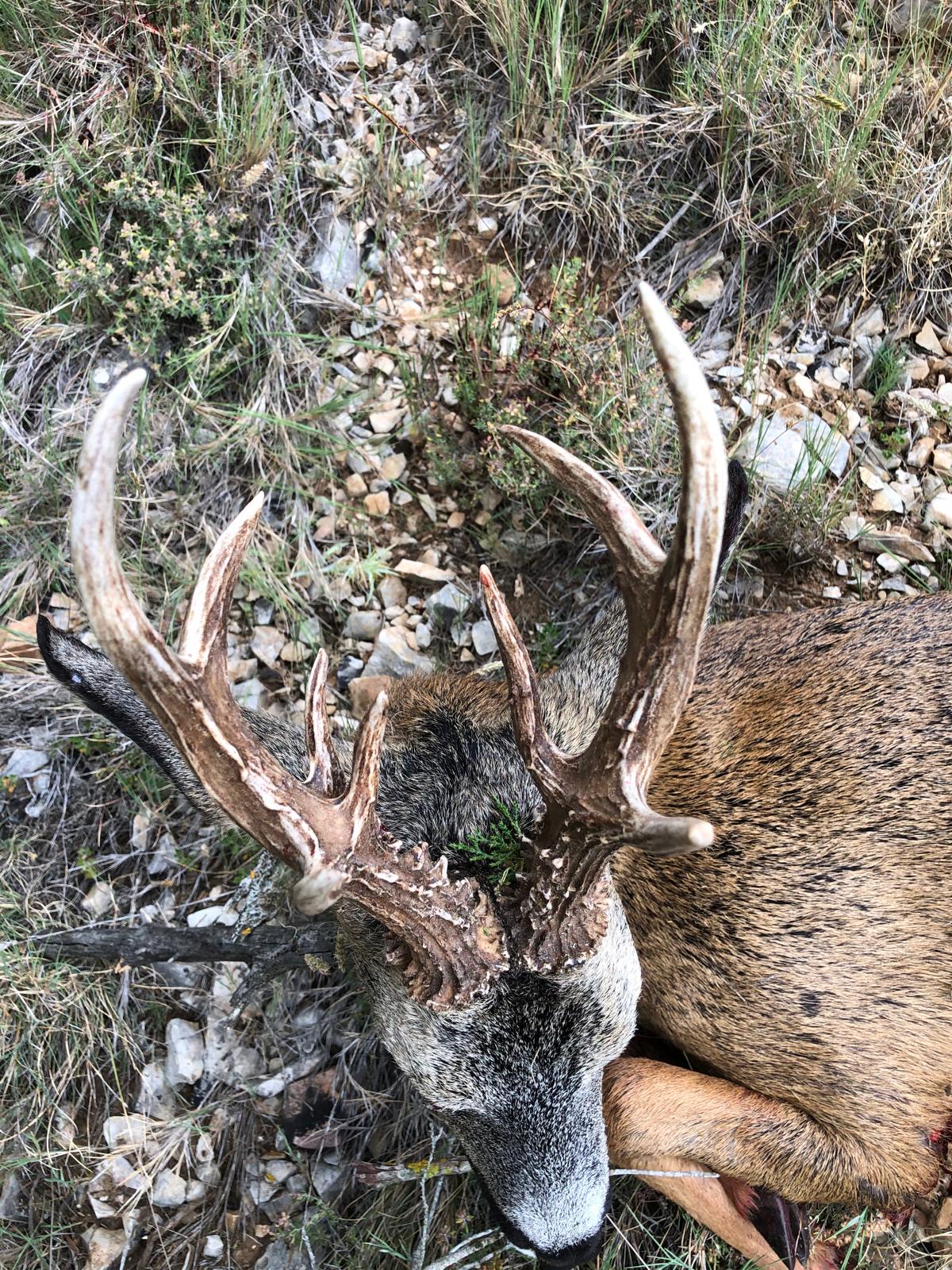 Roe deer
