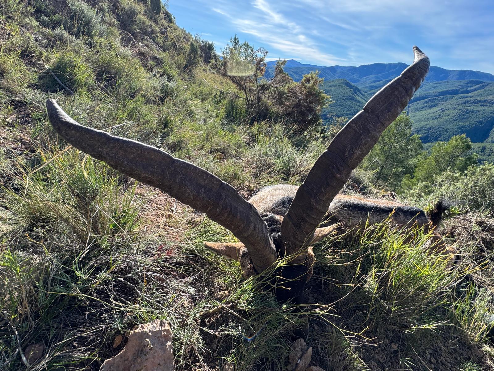 Ibex de Beceite