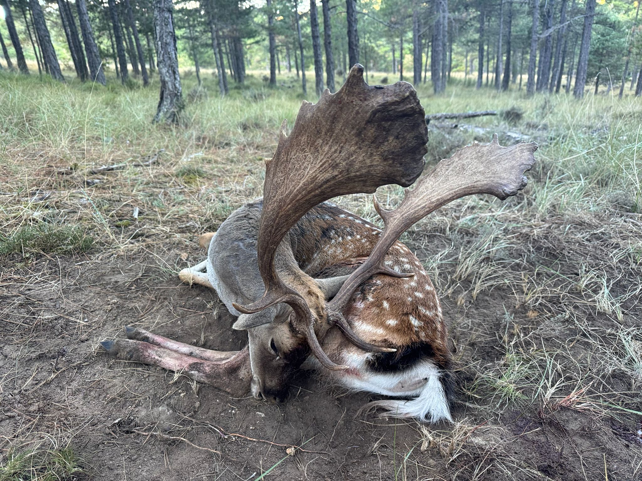 Gamo
