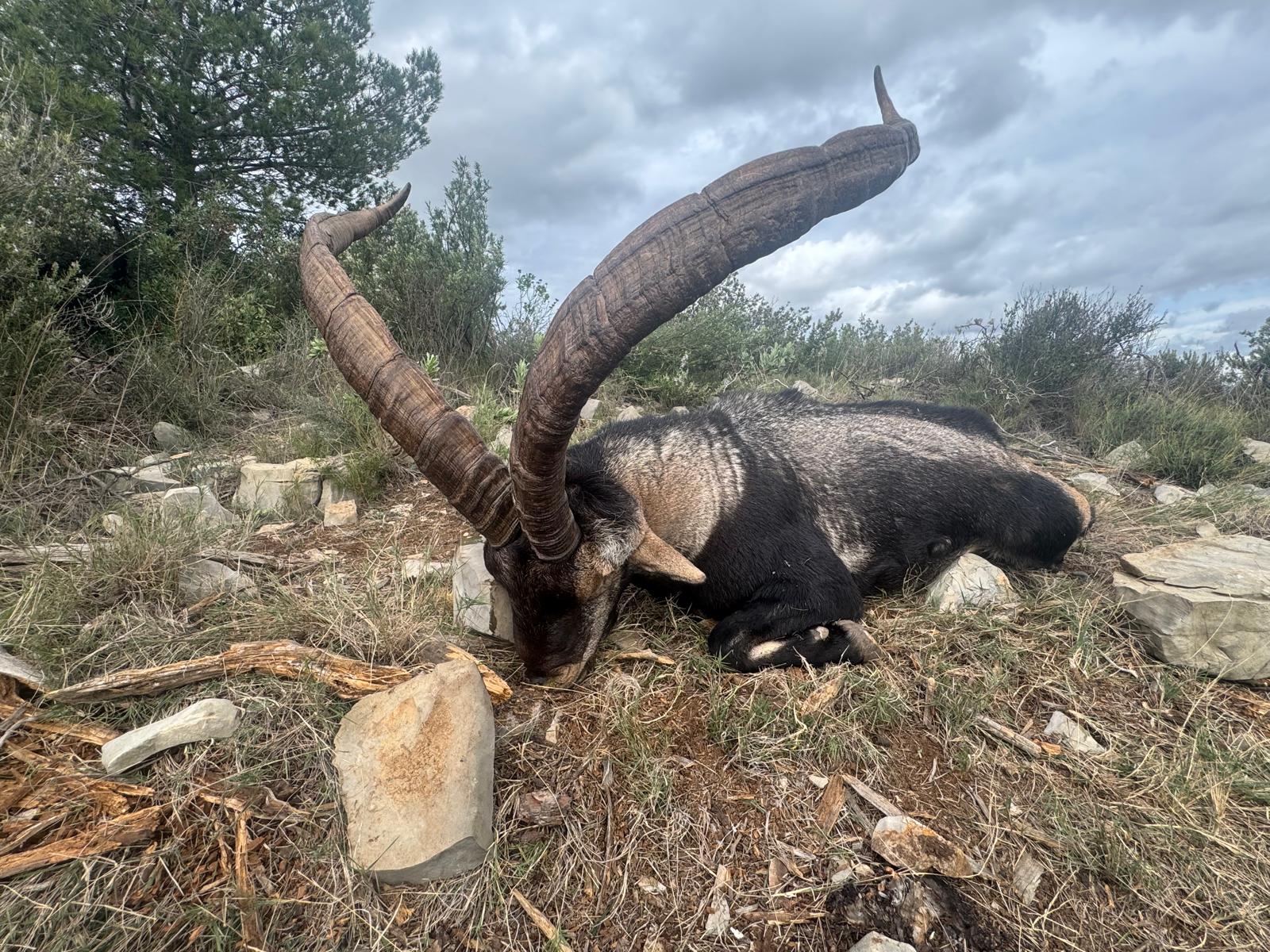Ibex de Beceite