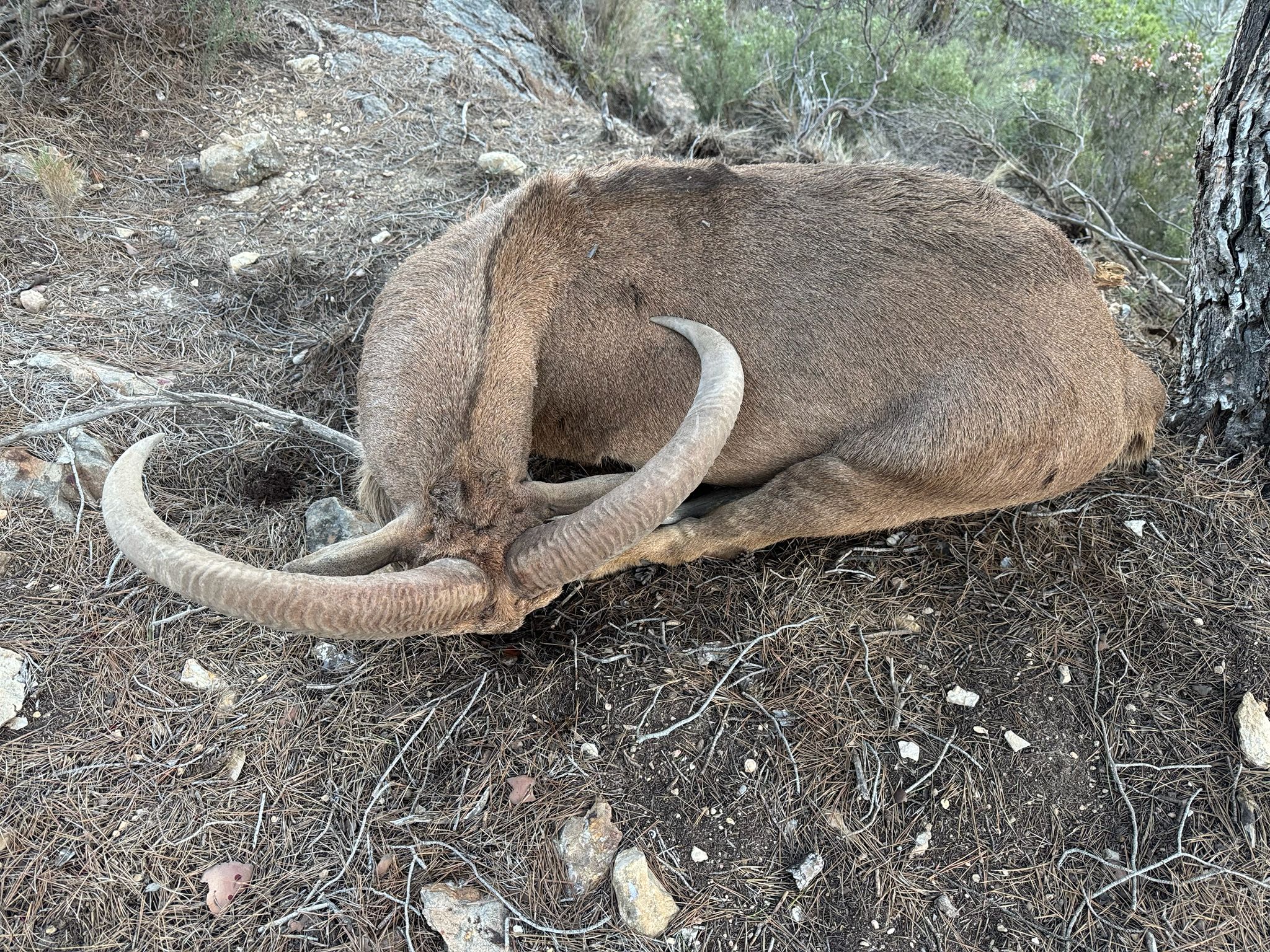 Barbary sheep