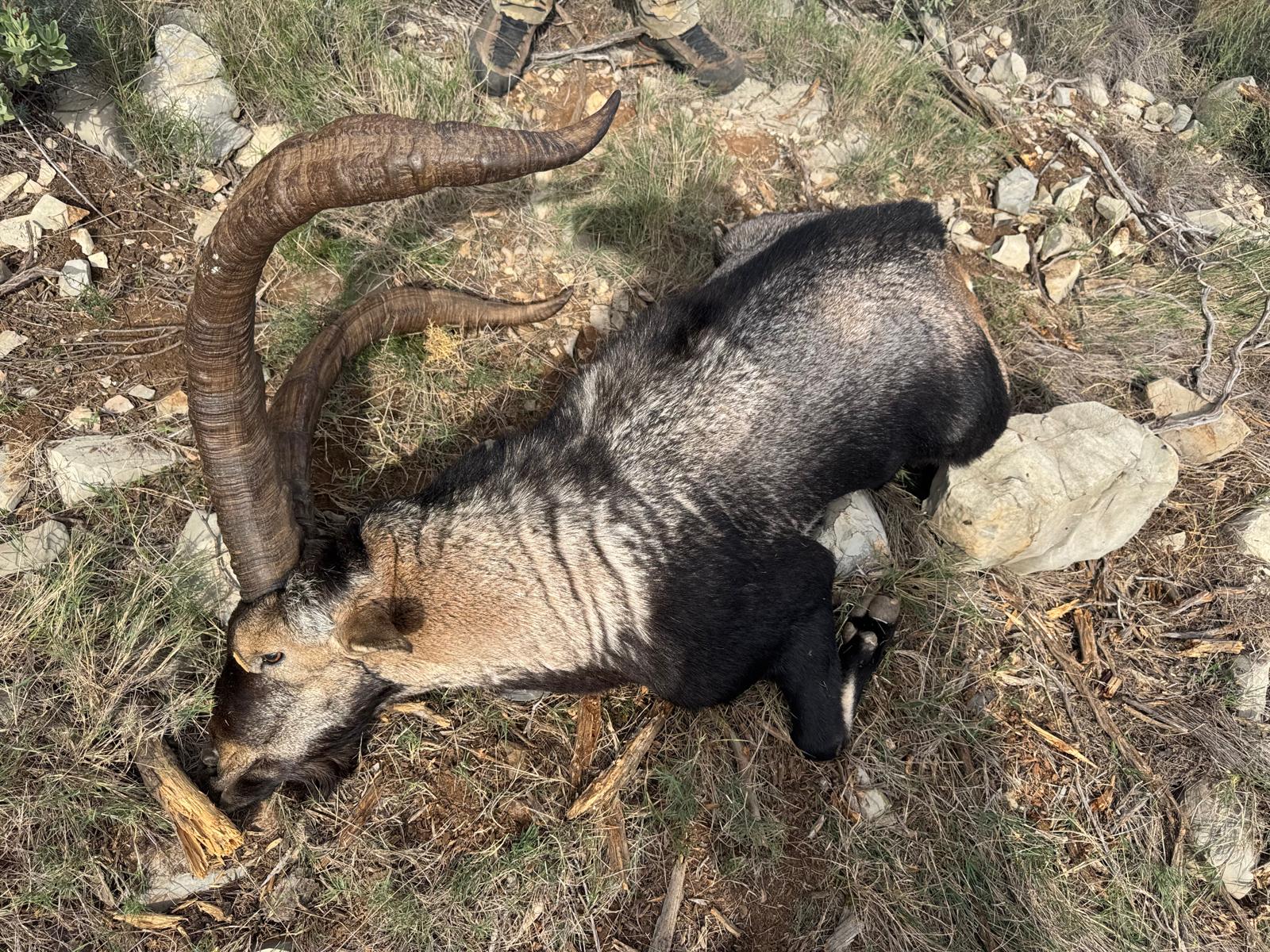 Beceite ibex