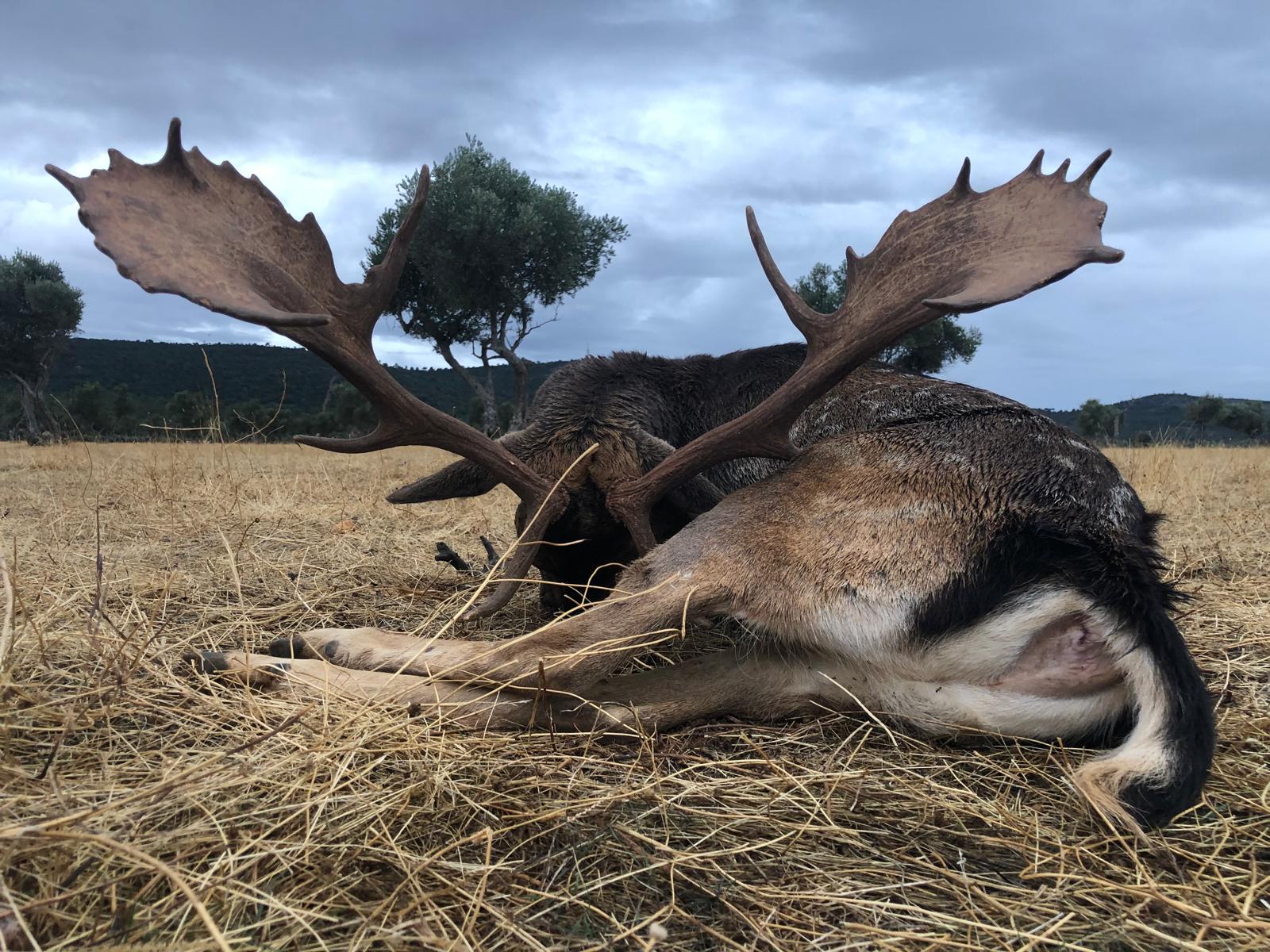 Gamo