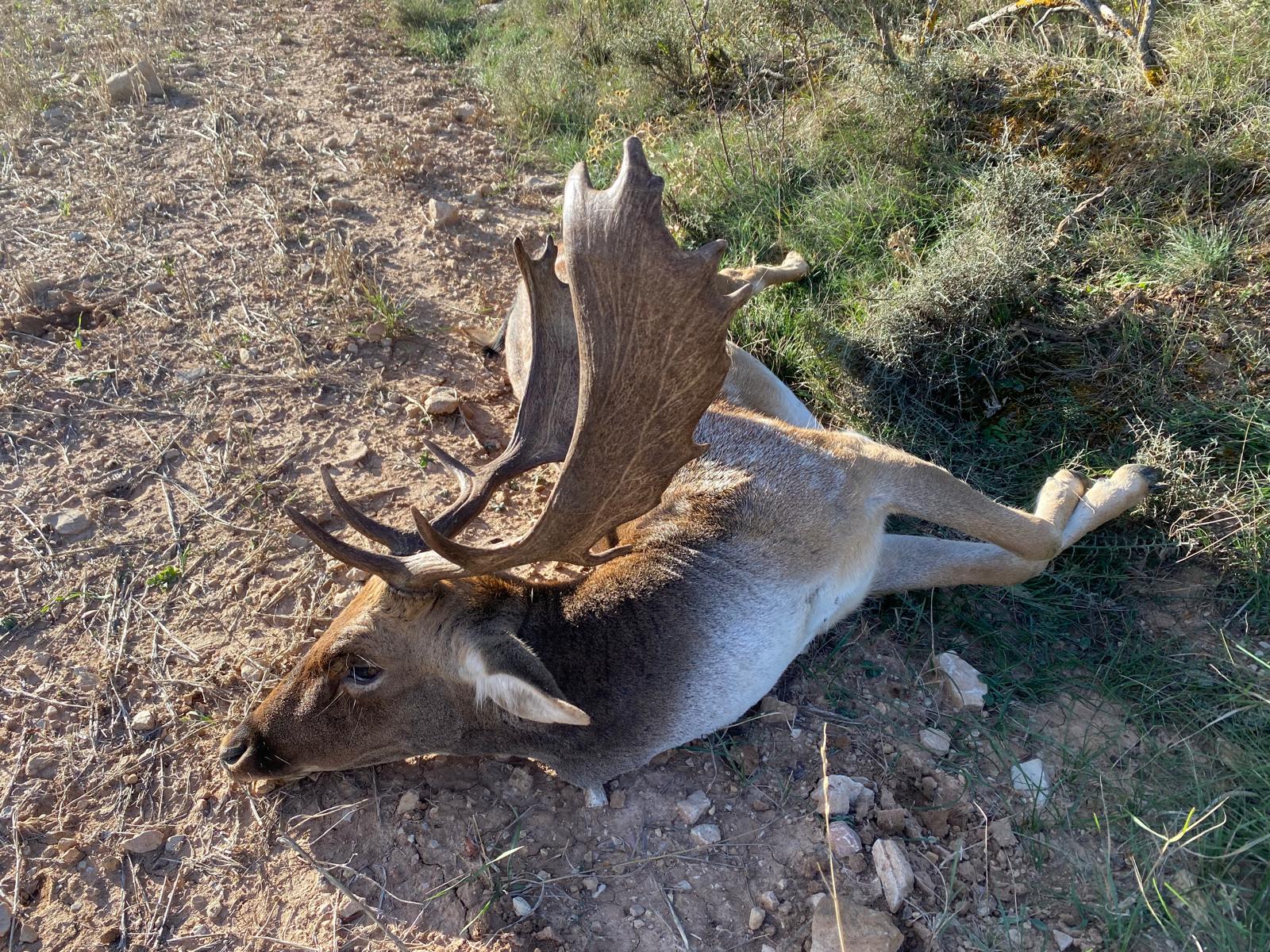 Gamo