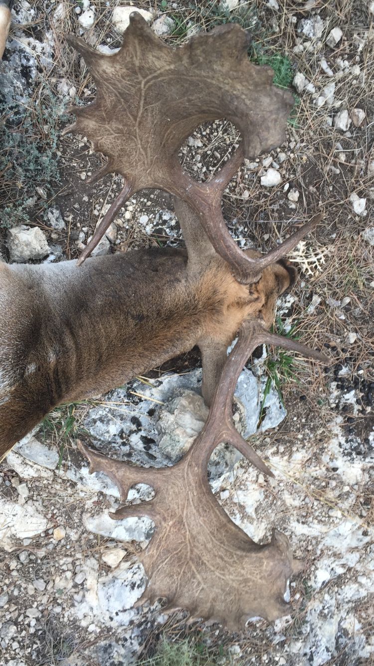 Fallow deer