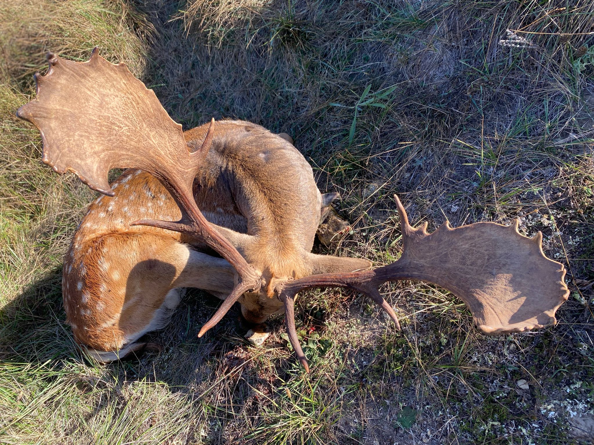 Fallow deer