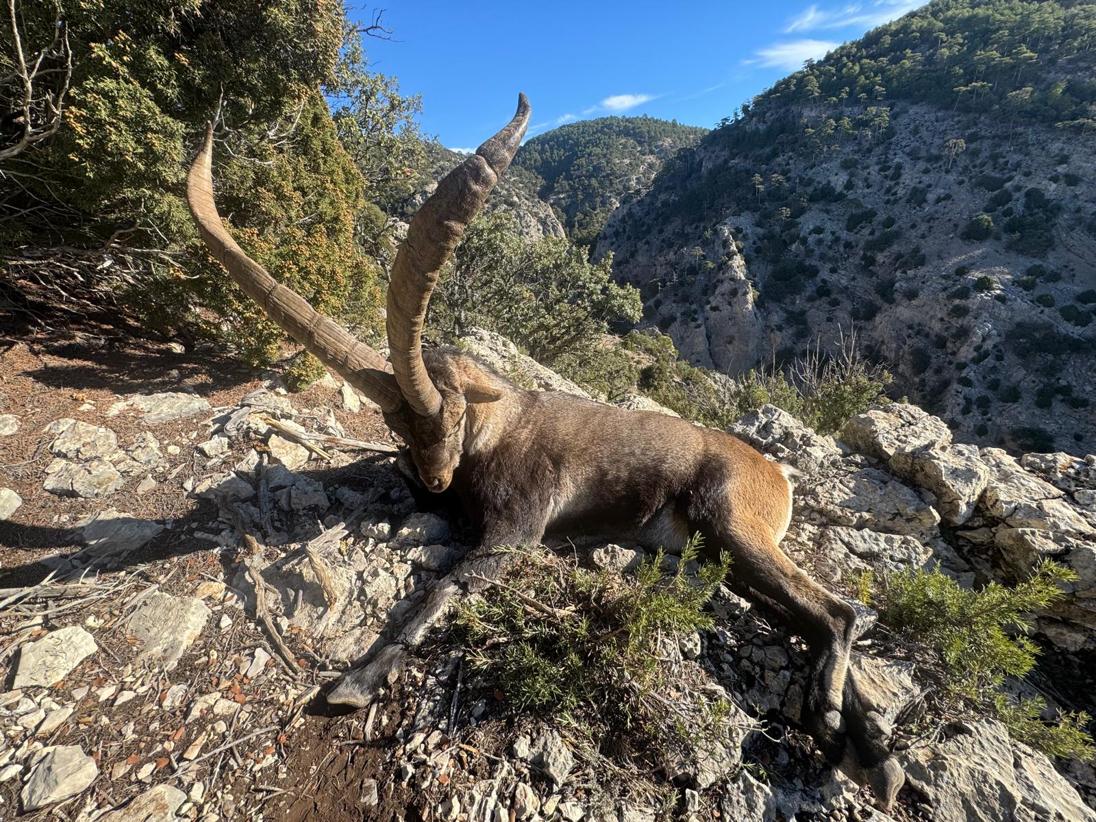 Ibex de Beceite
