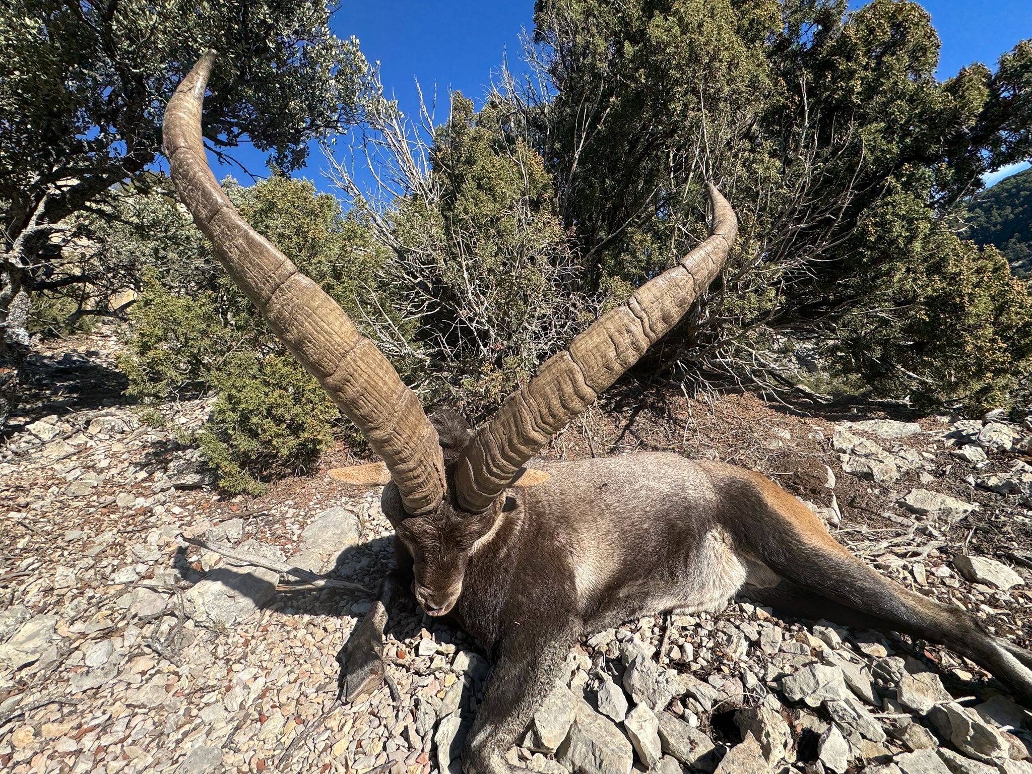 Beceite ibex