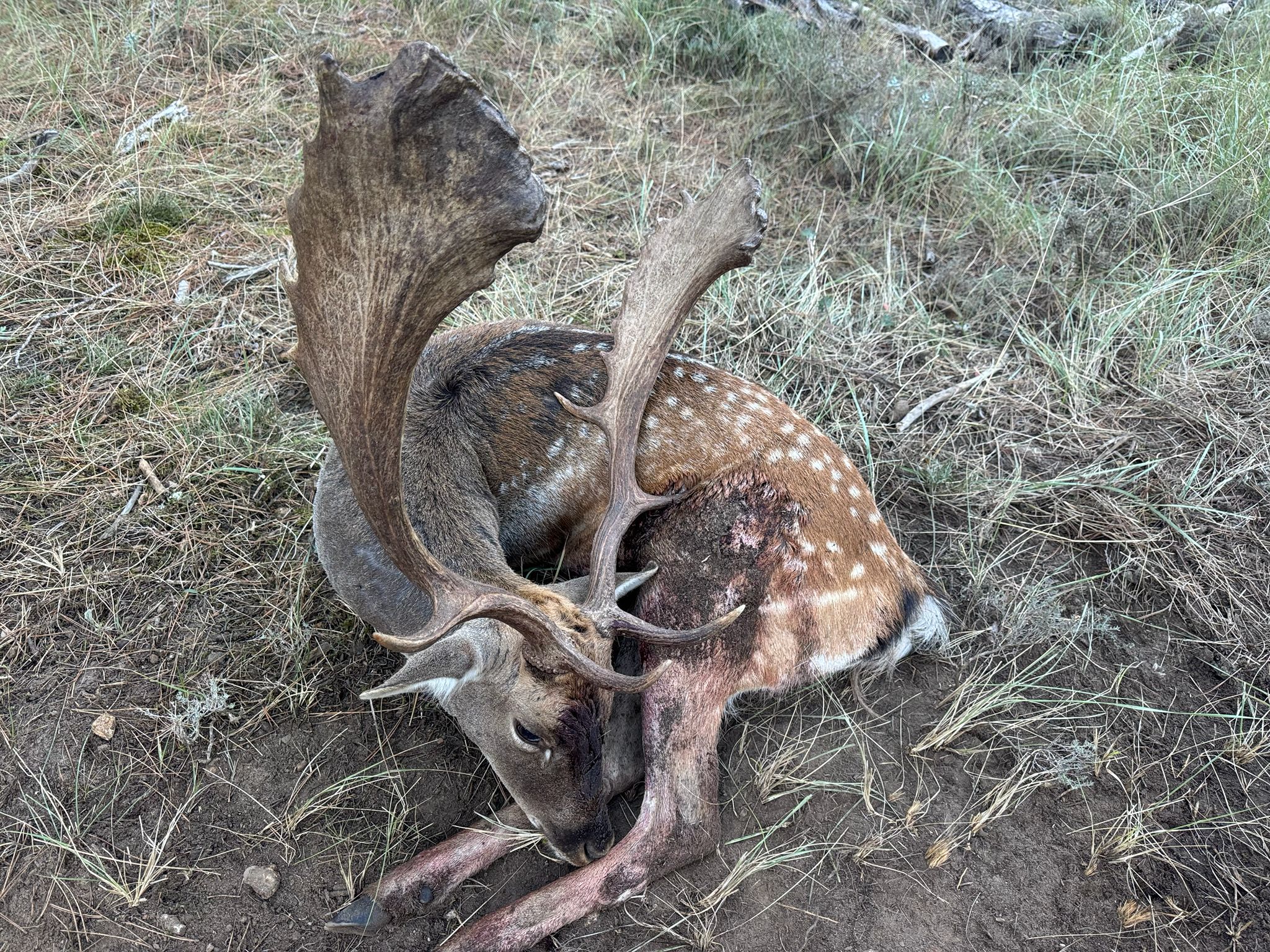 Gamo