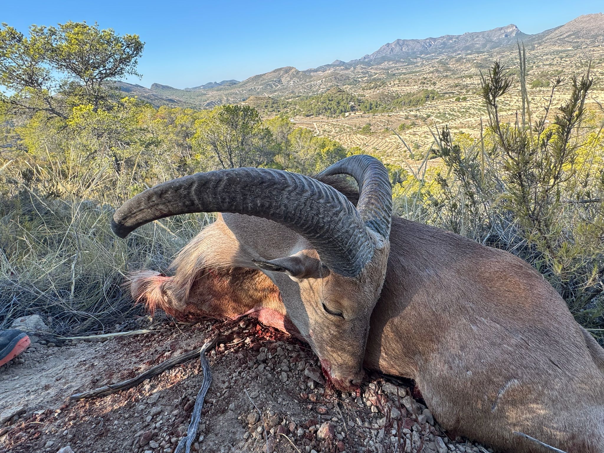 Barbary sheep