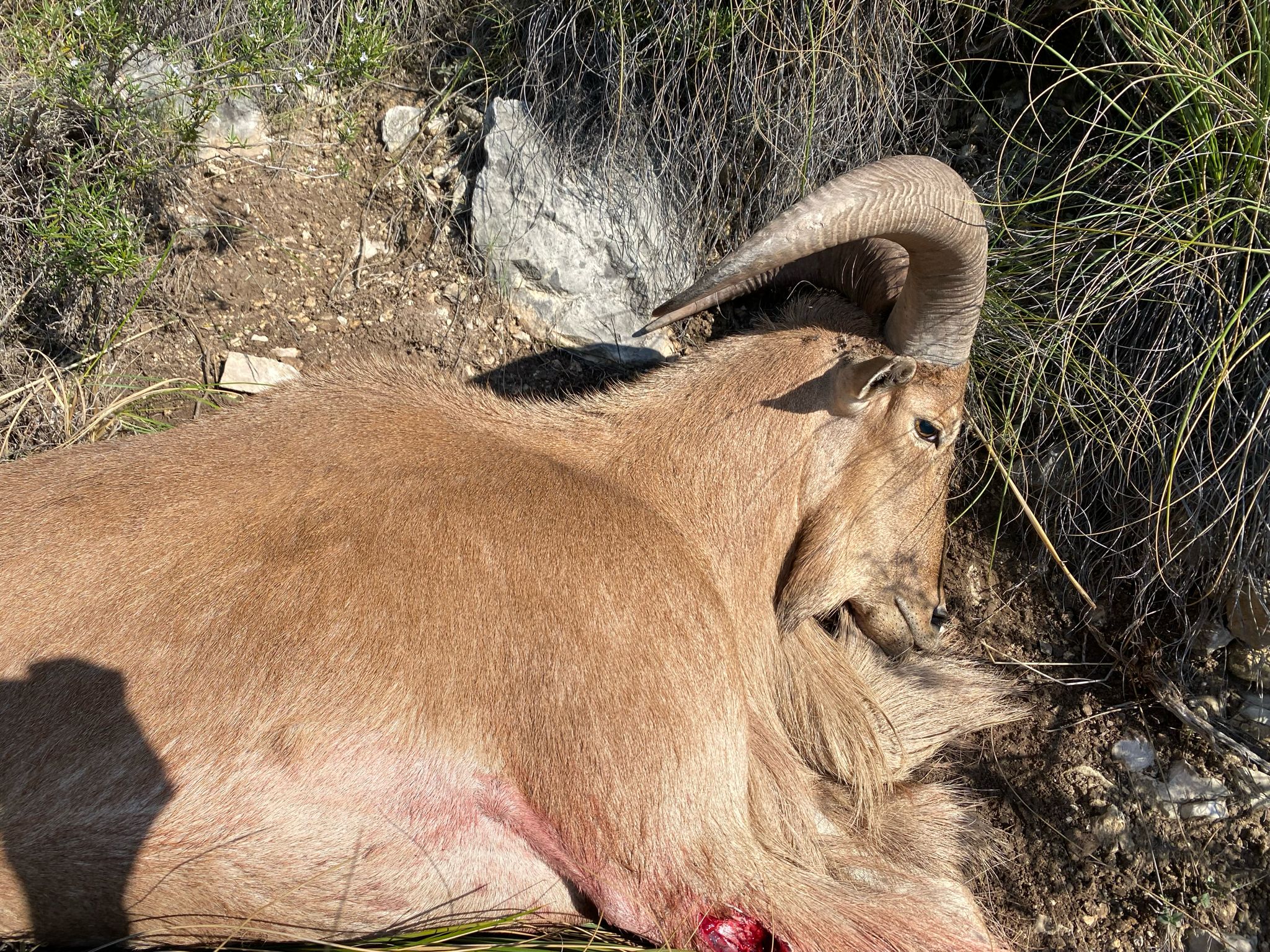Barbary sheep