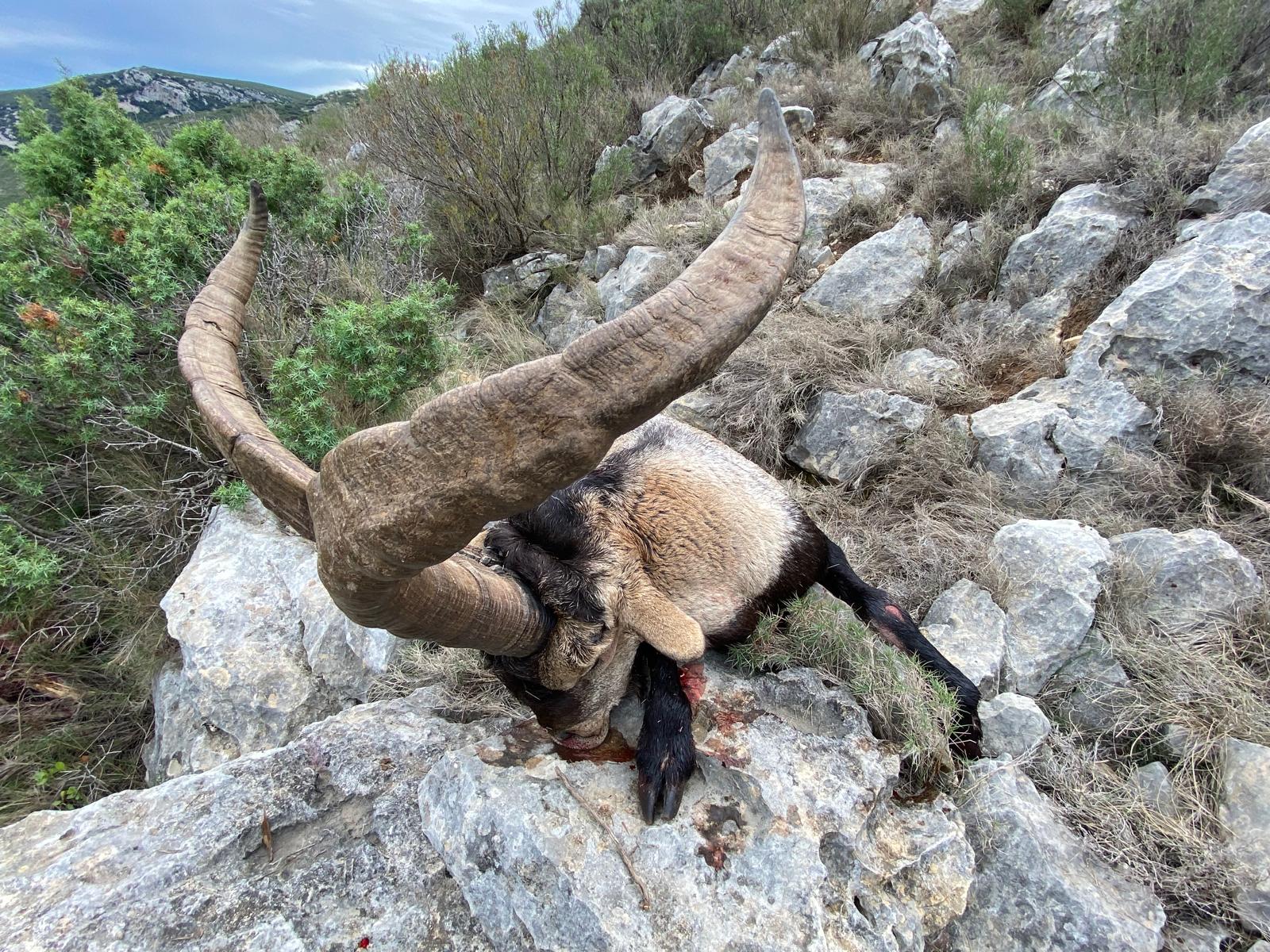 Ibex de Beceite