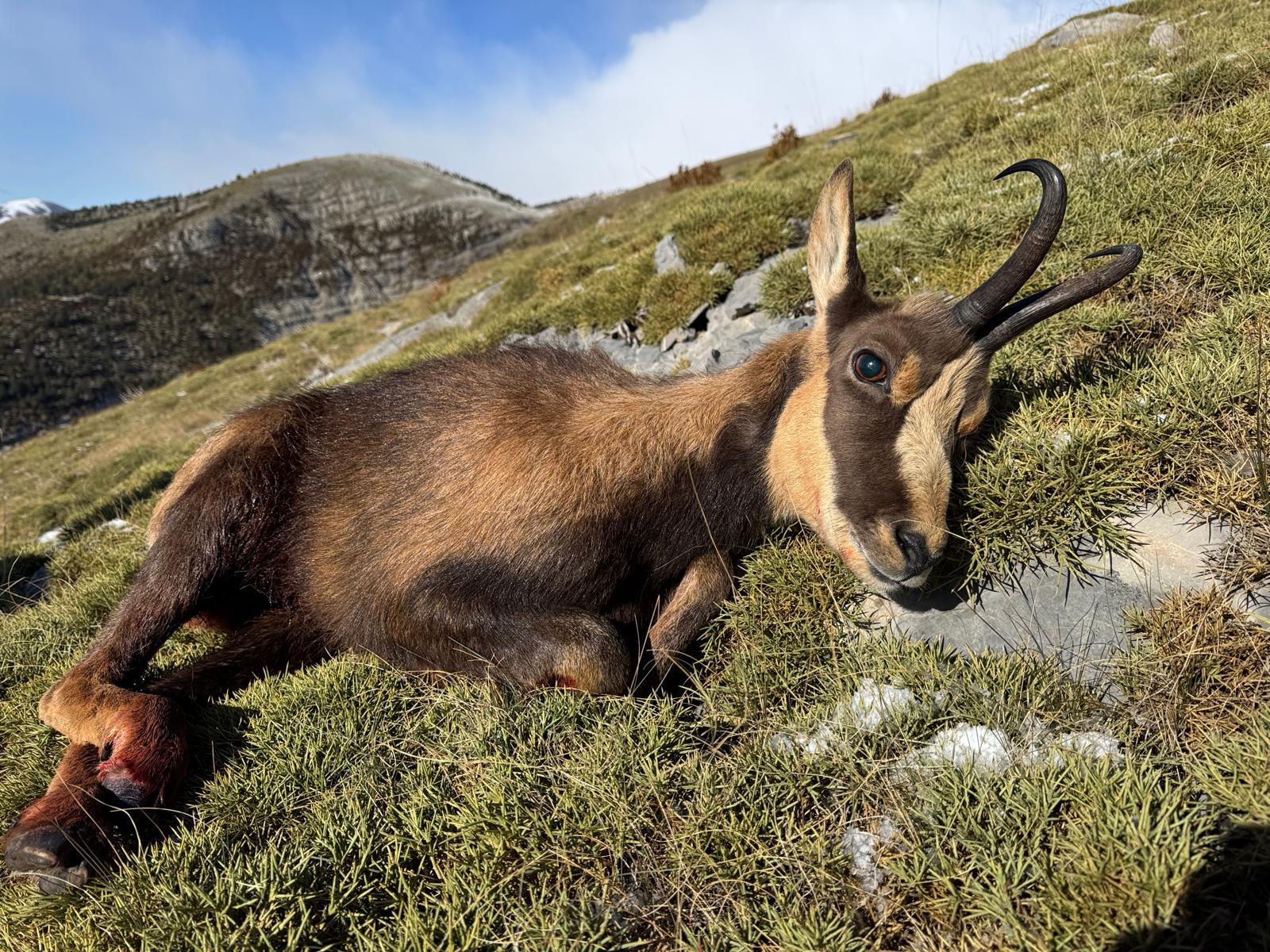 Pyrenean chamois