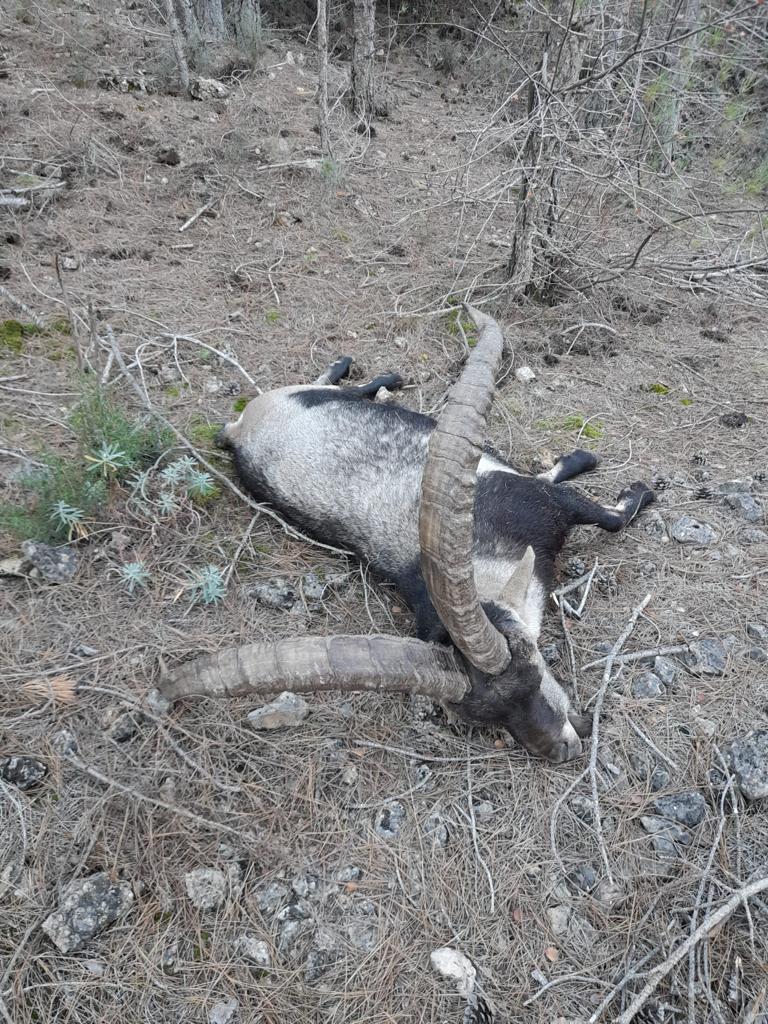 Ibex de Beceite