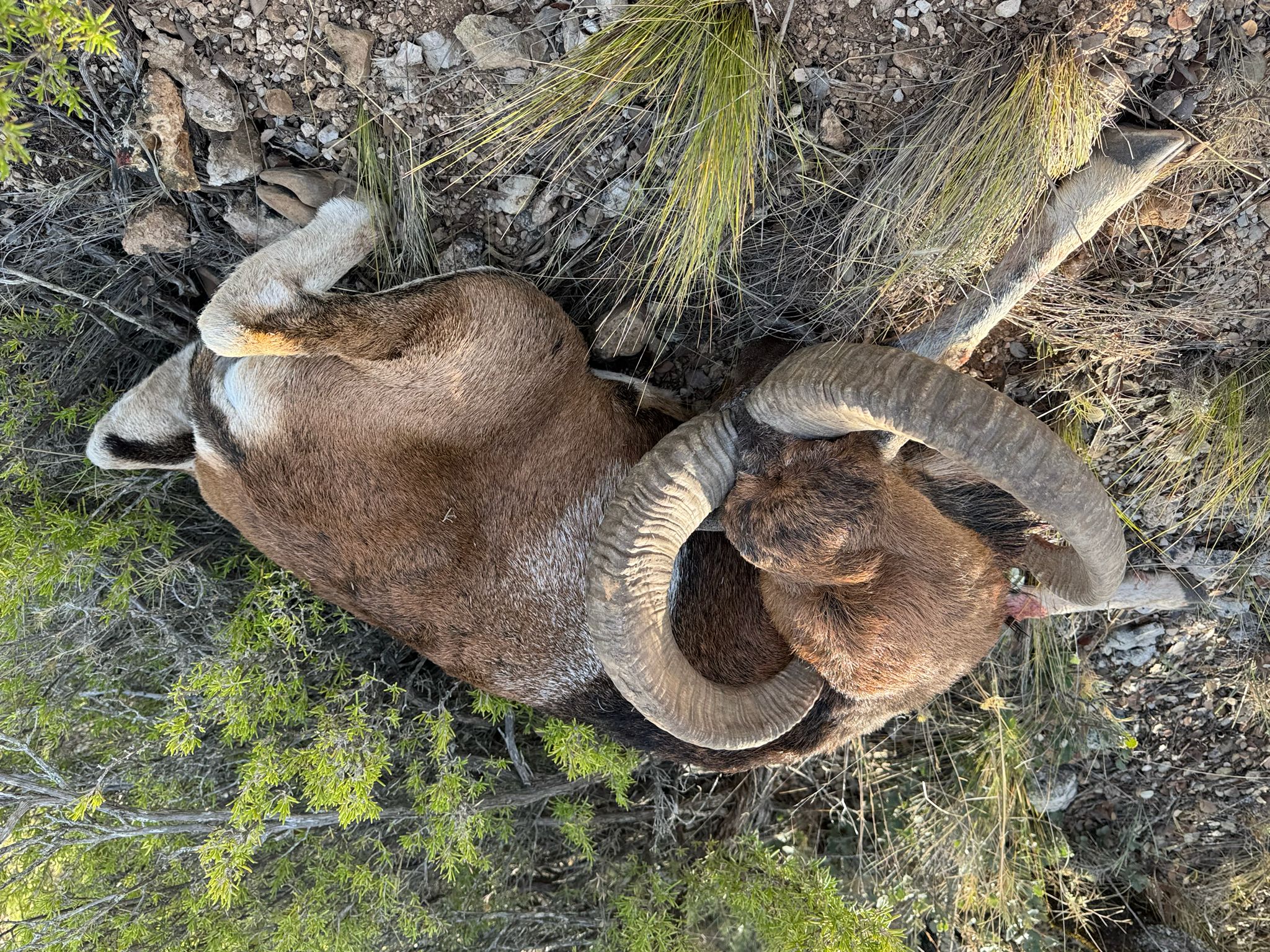 Mouflon