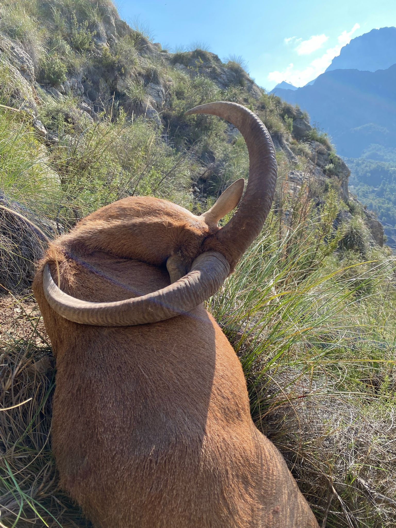 Barbary sheep