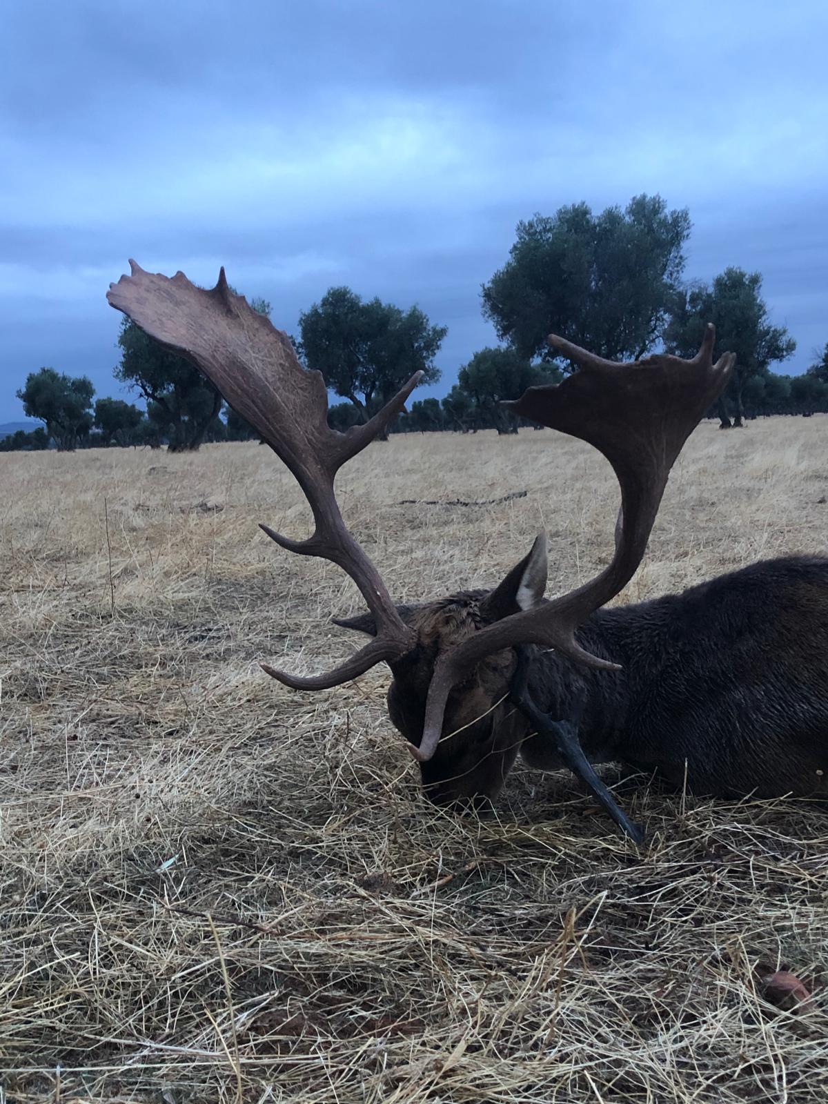 Gamo