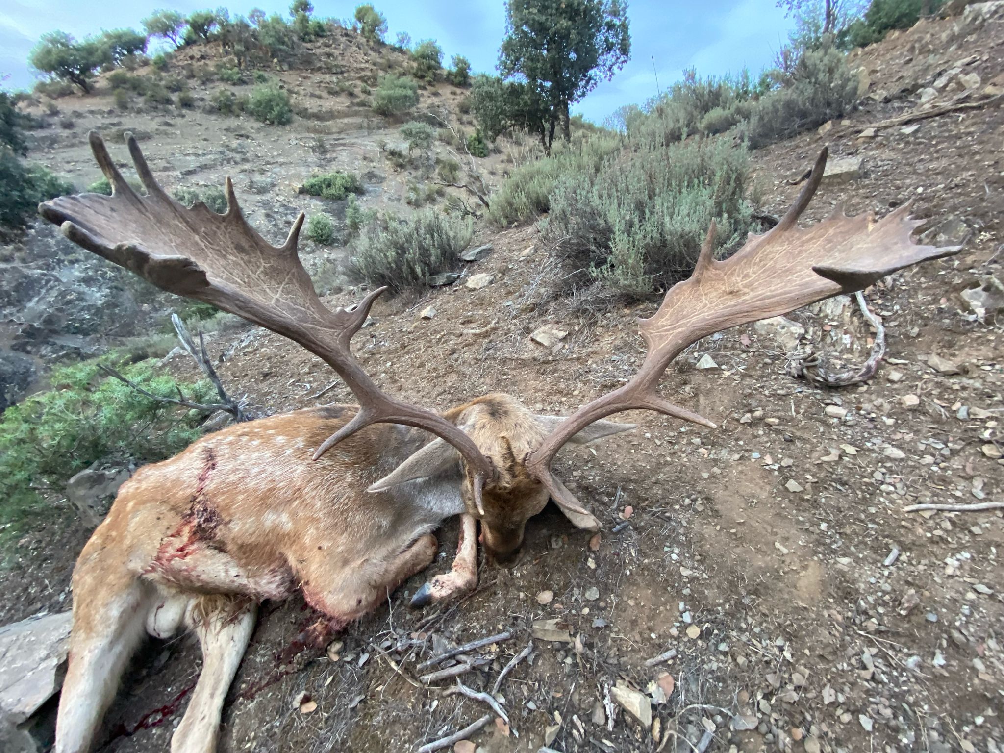 Fallow deer
