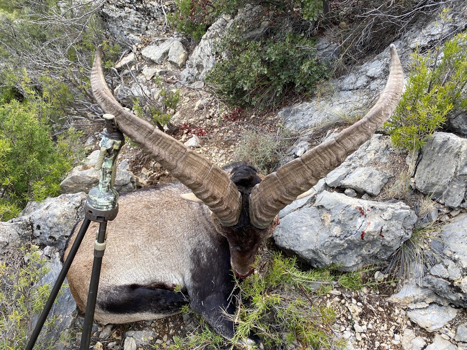 Ibex de Beceite