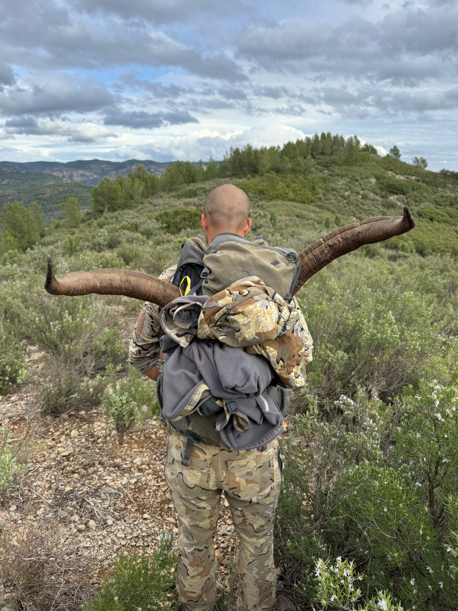 Beceite ibex
