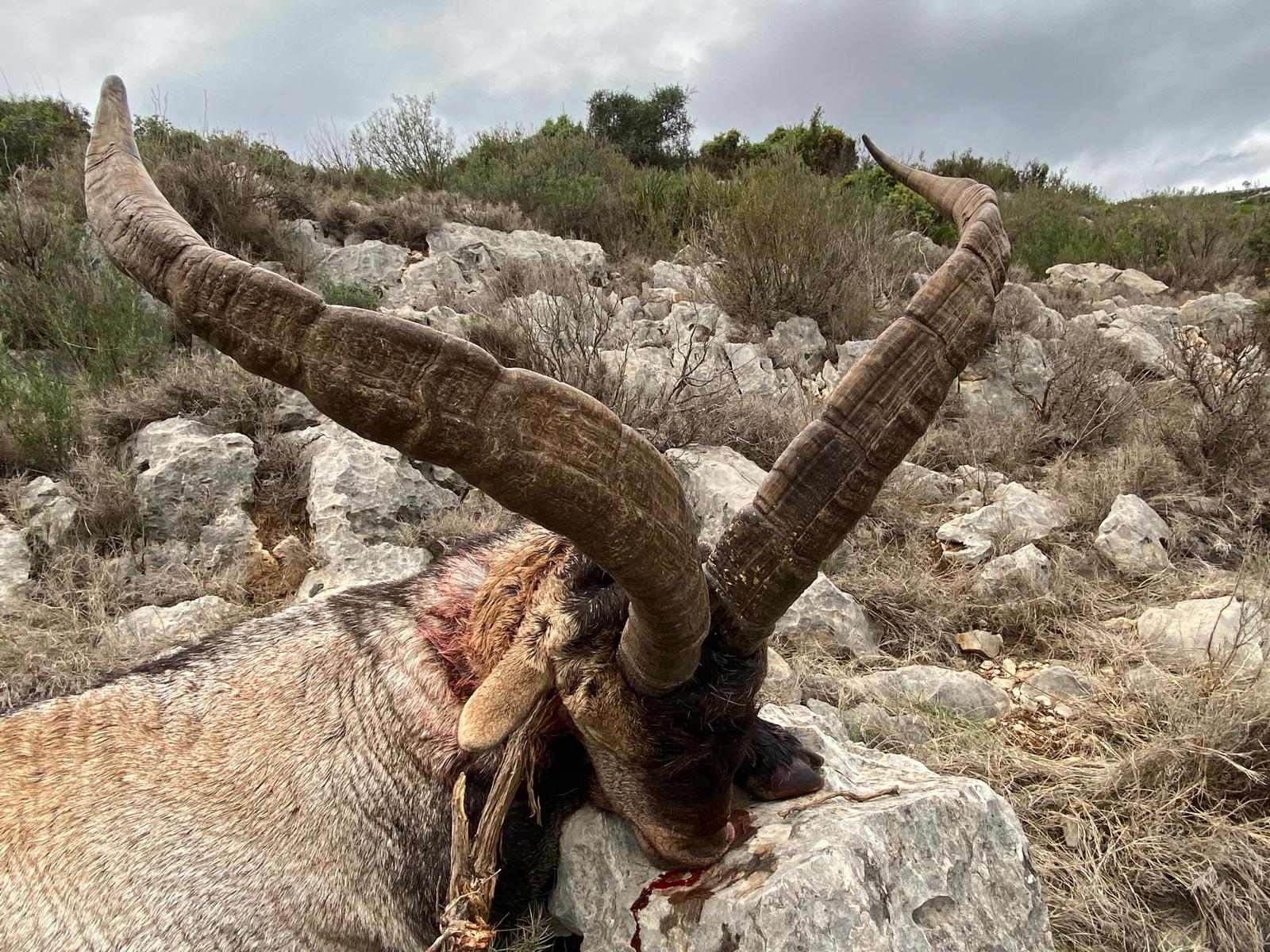 Ibex de Beceite