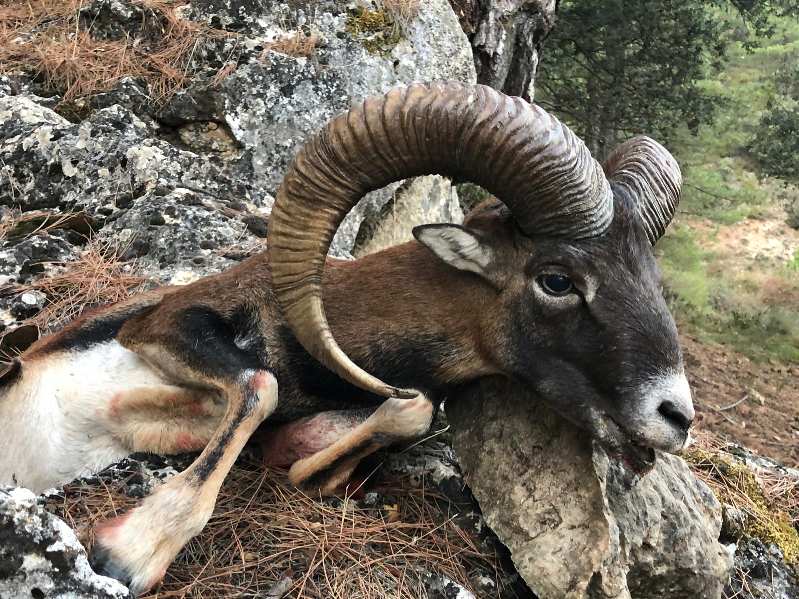 Mouflon