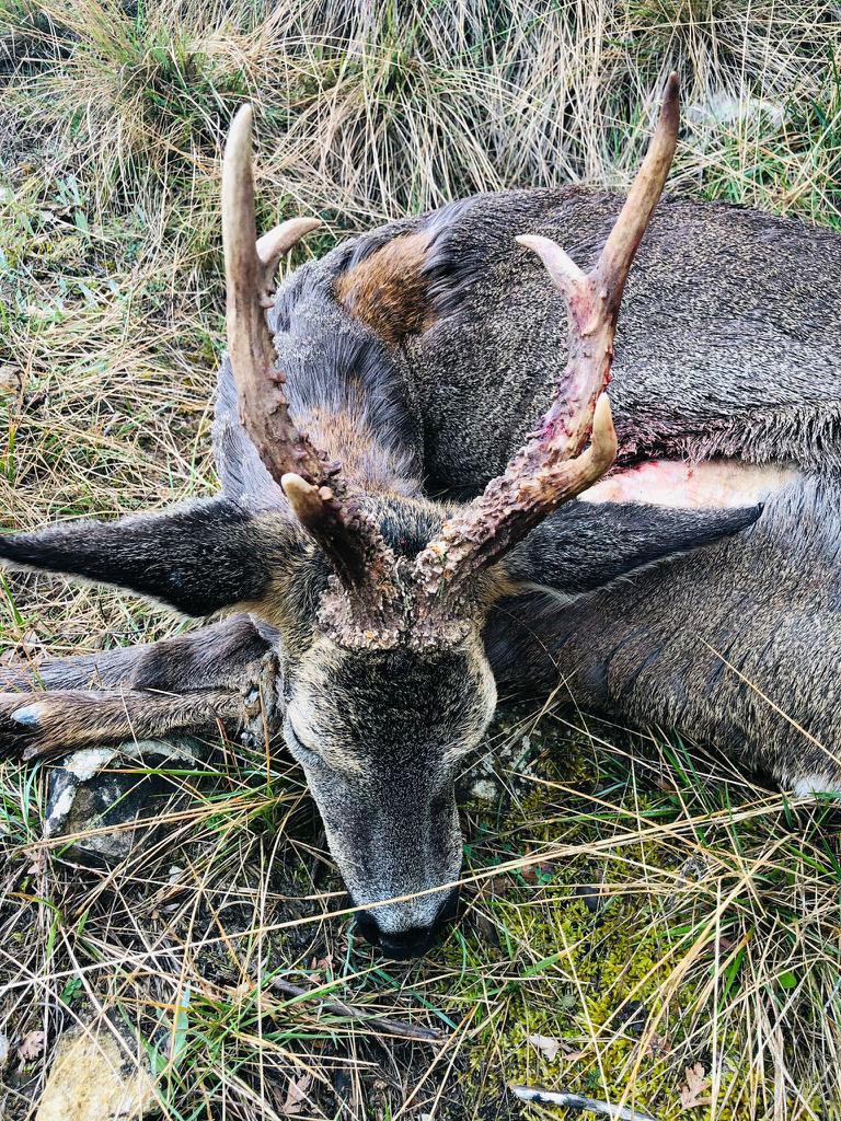 Roe deer