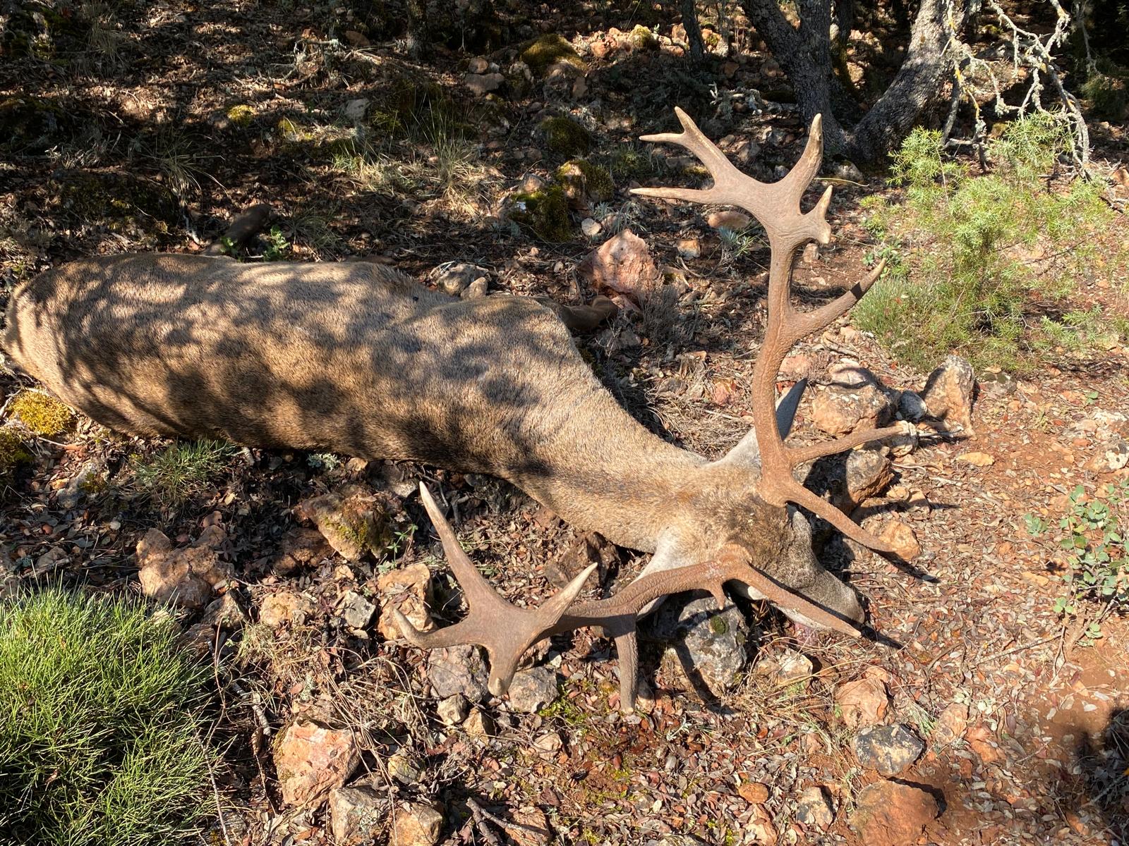Deer