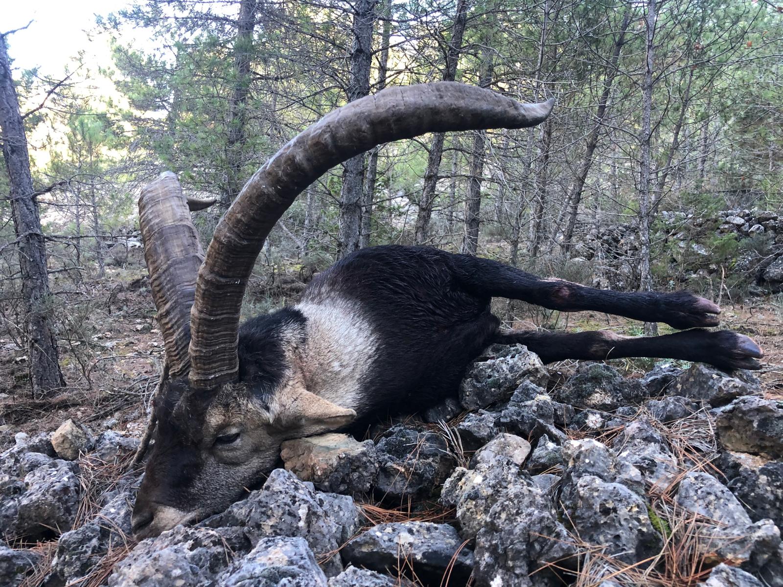 Ibex de Beceite